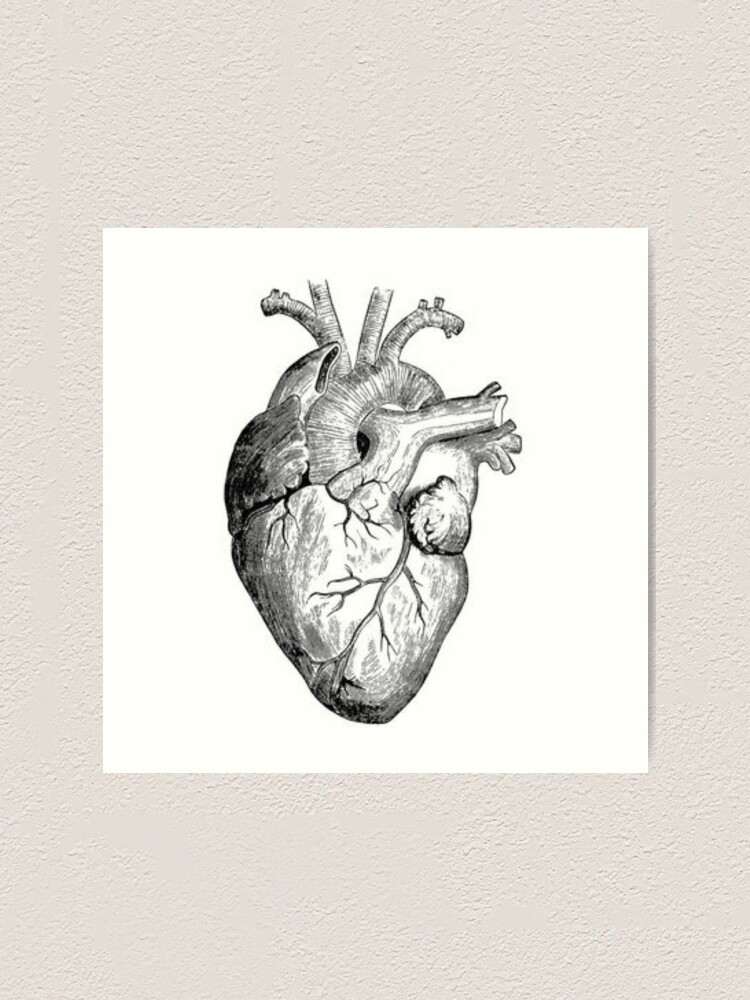 Realistic Heart Drawing Art Print By Rockymountains Redbubble