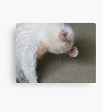 Jellybeans Canvas Print
