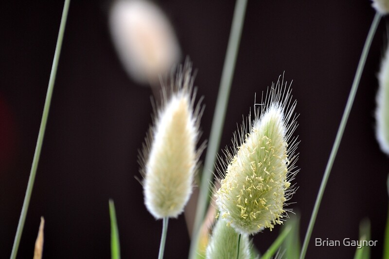 "Plant Hairs" by Brian Gaynor | Redbubble