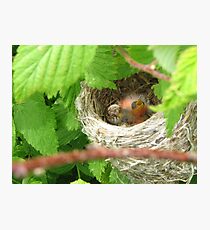 Sweet Babies Photographic Print