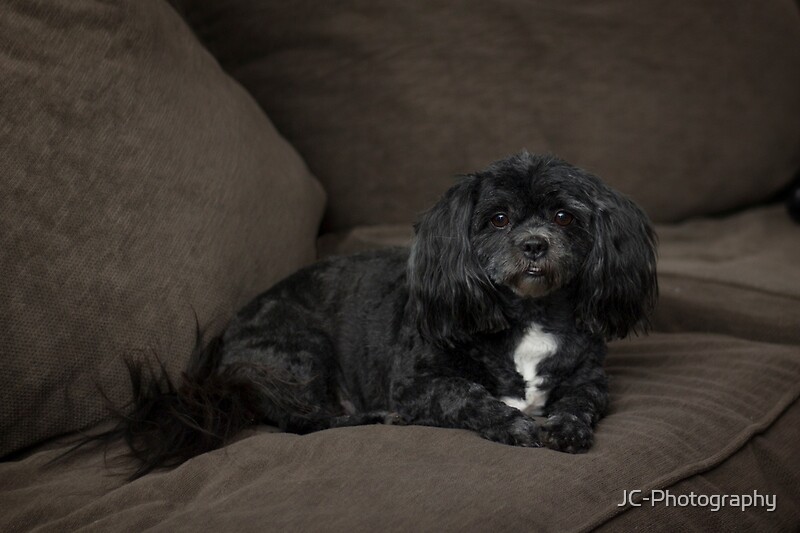 "Dog Named Lily" by JCPhotography Redbubble