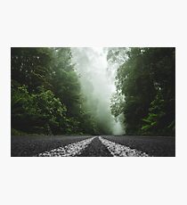 Misty Otway Forest Photographic Print