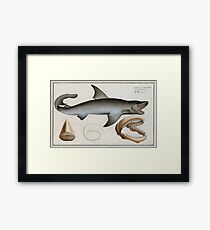 Vintage Illustration of a Great White Shark (1785) Framed Print