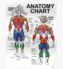 Anatomy Chart - Muscle Diagram Poster