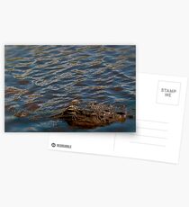 Gator Postcards