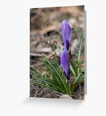 the most beautiful flower of spring is the first Greeting Card