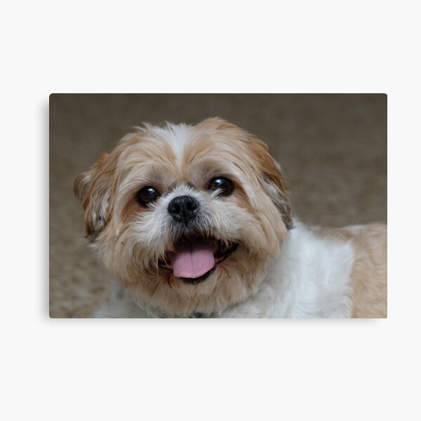 Harry Smiling Canvas Print