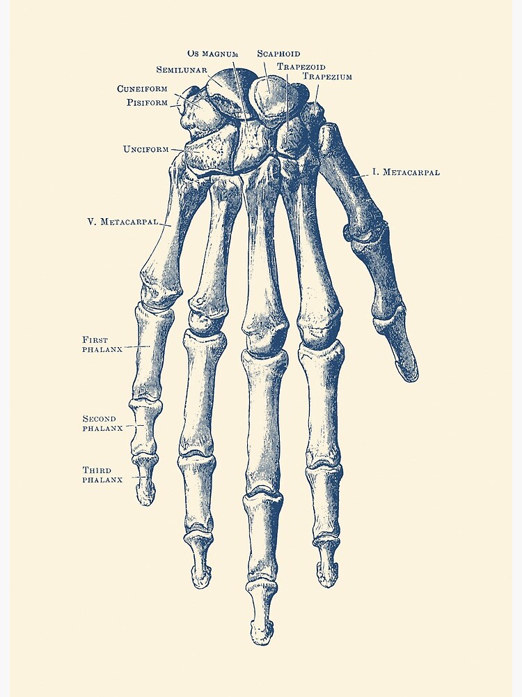Labeled Hand Skeleton Diagram - Diagram Media