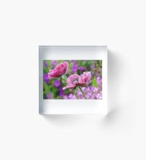 Poppies in the Pink Zone.............. Acrylic Block