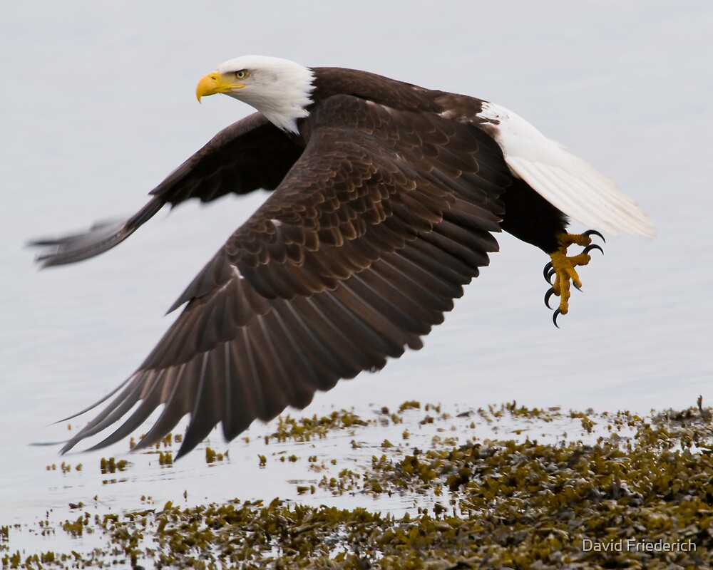 "Bald Eagle Lifting Off" by David Friederich Redbubble