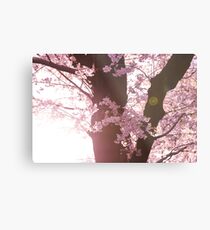 Sunset Sakura Cherry Blossoms in Japan Metal Print