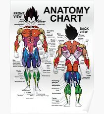 Anatomy Chart - Muscle Diagram Poster