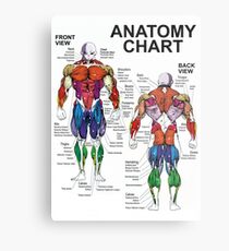 Anatomy Chart - Muscle Diagram Metal Print