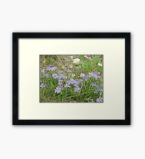 Blue-eyed Grass Framed Print