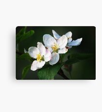 Blossom Time Canvas Print