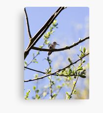 Hummingbird in Tree Canvas Print
