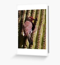Ladder-Backed Woodpecker Greeting Card