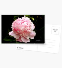 Peony ~ You Are the Dancing Queen! Postcards