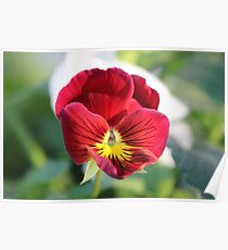 Annuals Flower Poster