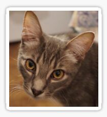 Ozzy le chaton Sticker