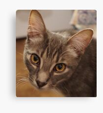 Ozzy le chaton Impression sur toile
