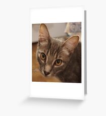 Ozzy le chaton Carte de vœux