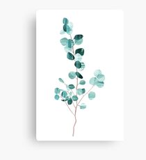 Eucalyptus Canvas Print