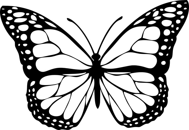 Butterfly Black White By Sfw Media Redbubble