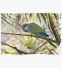 Monk Parakeet Poster