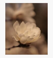 Blossoms Photographic Print