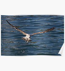Young Seagull Poster