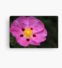 crumpled Canvas Print