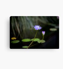 Water Lily Canvas Print