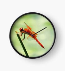 Libellula saturata Uhr