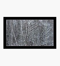 Beautiful winter landscape with snow covered trees Photographic Print