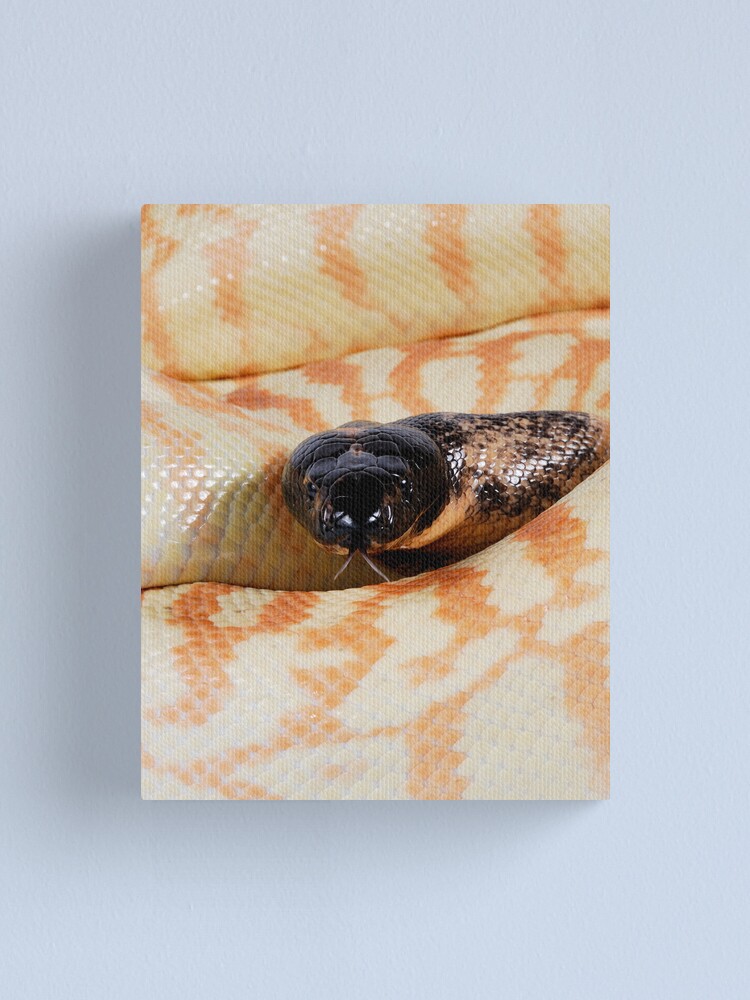Alternate view of Black-headed Python (Aspidites melanocephalus) Canvas Print