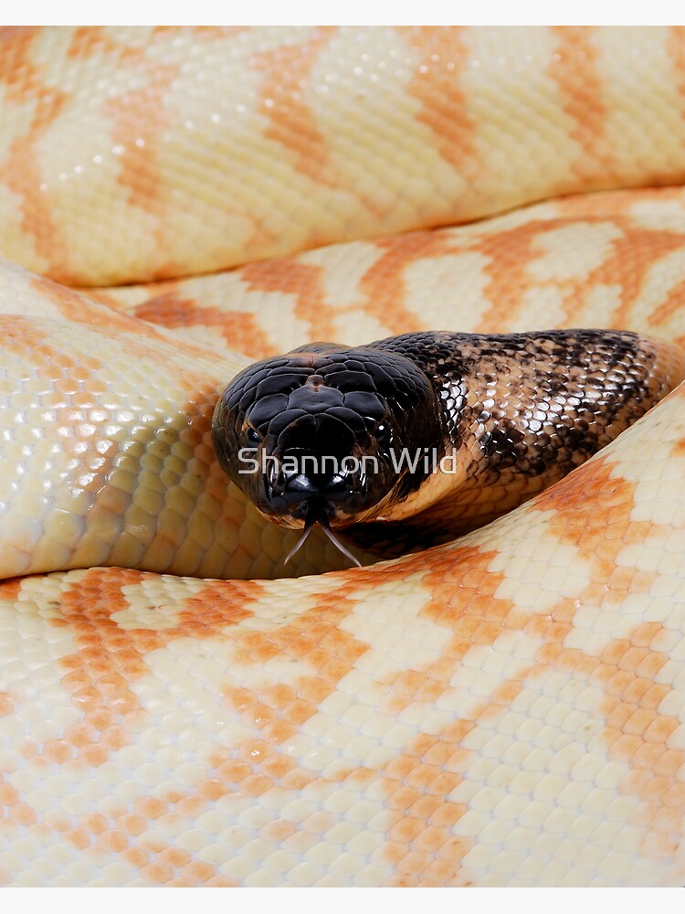 Black-headed Python (Aspidites melanocephalus) by ShannonPlummer