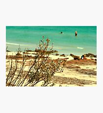 Shrub Photographic Print