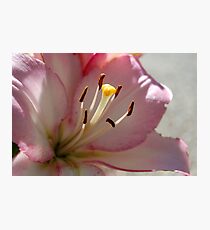 Stamen Photographic Print
