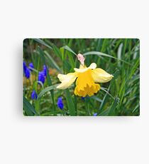 "Yellow Daffodil" Canvas Print