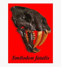 Smilodon fatalis, the Sabre Toothed Cat Photographic Print