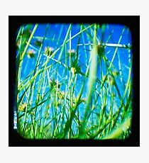 Little People Photographic Print