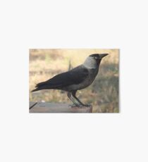 Side View Of A Wild Jackdaw Art Board