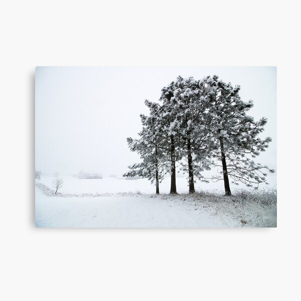 Winter trees Canvas Print