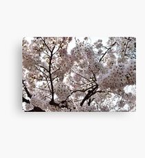 Beautiful Tokyo Cherry Blossoms Canvas Print