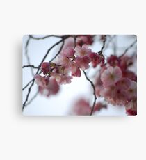 Blossoms Canvas Print
