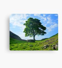Lienzo Hadrian's Wall: Sycamore Gap