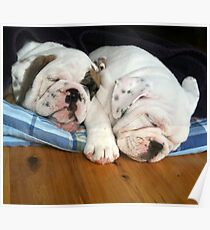 Bubby and Sissy English Bulldog Puppies Poster