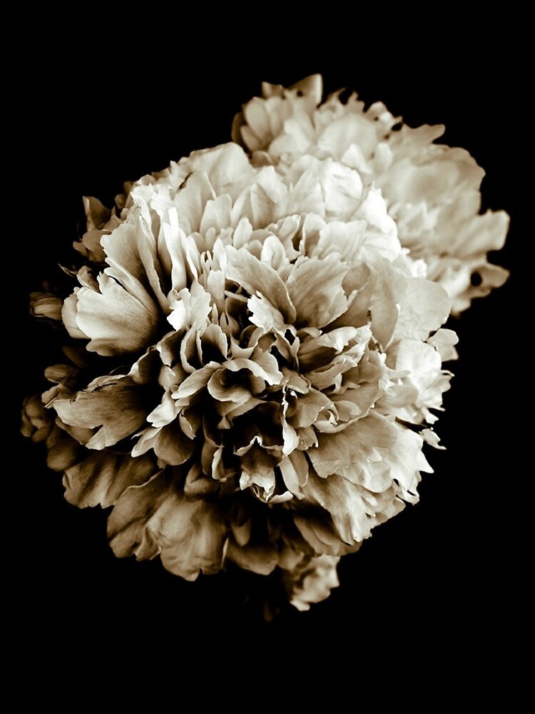 Paeonia by gardenpictures