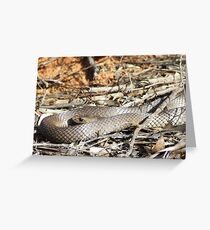 eastern brown snake Greeting Card